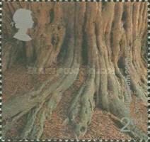 Tree Roots ("Yews for the Millennium" Project)