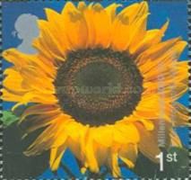 Sunflower ("Eden" Project, St Austell)