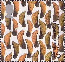Sycamore Seeds (Millennium Seed Bank, Wakehurst Place)