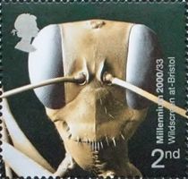Ant (Gigantiops destructor)