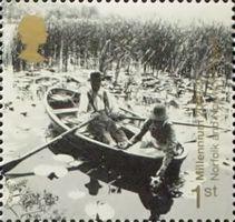 Gathering Waterlilies on Broads (Norfolk and Norwich Project