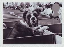 Boxer at Dog Show