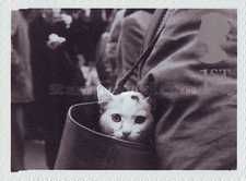 Cat in Handbag