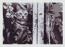 Cat at Window