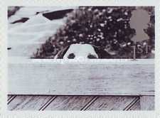 Dog Behind Fence