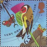 European Goldfinch- Carduelis carduelis