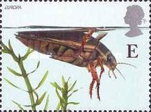 Great Diving Beetle (Dytiscus marginalis)