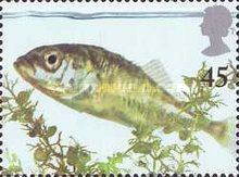 Three-spined Stickleback (Gasterosteus aculeatus)