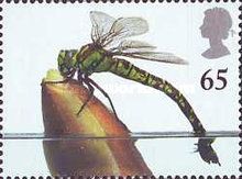 Blue Hawker (Aeshna cyanea)