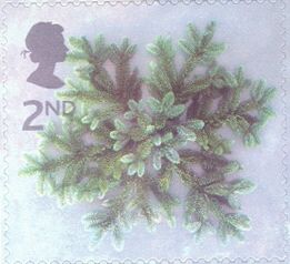 Blue Spruce Star