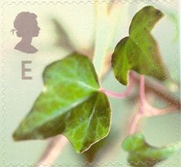 Ivy