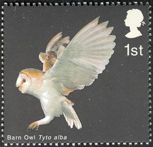 Barn Owl (Tyto alba) landing