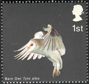 Barn Owl (Tyto alba) with folded Wings and Legs down