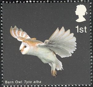Barn Owl (Tyto alba) with extended Wings and Legs down