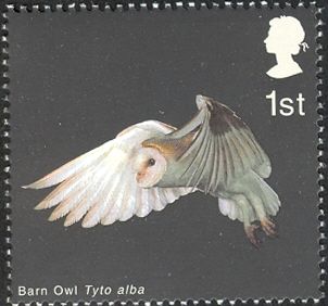 Barn Owl (Tyto alba) in Flight with Wings lowered