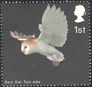 Barn Owl (Tyto alba) in Flight with Wings raised
