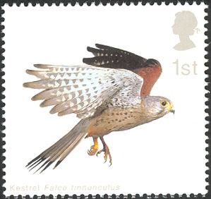 Common Kestrel (Falco tinnunculus) with Wings folded