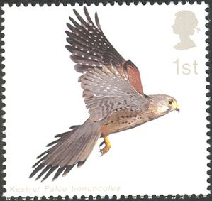 Common Kestrel (Falco tinnunculus) with Wings fully extended