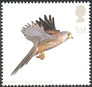 Common Kestrel (Falco tinnunculus) with Wings horizontal