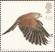 Common Kestrel (Falco tinnunculus) with Wings fully extended