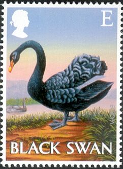 Black Swan (Cygnus atratus)