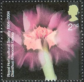 Dianthus Allwoodii Group