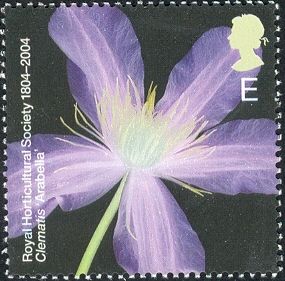 Clematis "Arabella"