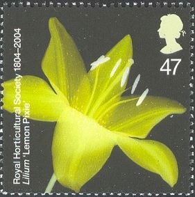 Lilium "Lemon Pixie"