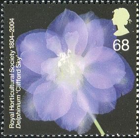 Delphinium "Clifford Sky"