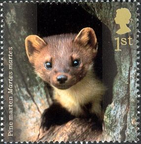 Pine Marten (Martes martes)