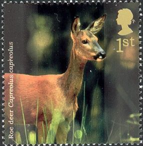Western Roe Deer (Capreolus capreolus)