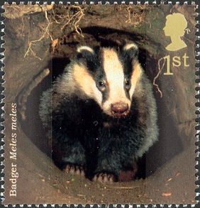 European Badger (Meles meles)