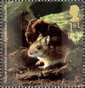 Yellow-necked Mouse (Apodemus flavicollis) 