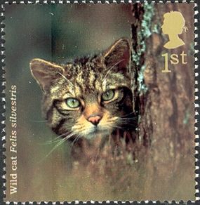 Wildcat (Felis silvestris)