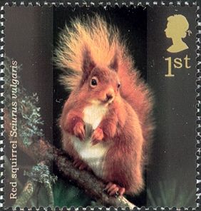 Eurasian Red Squirrel (Sciurus vulgaris)