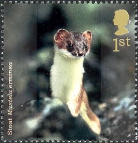 Stoat (Mustela erminea)