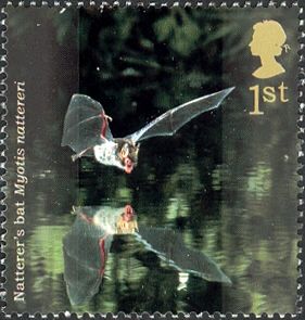 Natterer's Bat (Myotis nattereri)