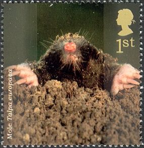 European Mole (Talpa europaea)