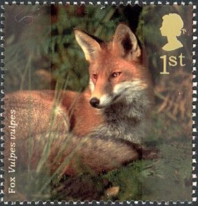 Red Fox (Vulpes vulpes)