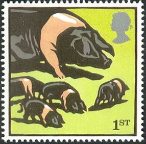 Saddleback Pig (Sus scrofa domestica)