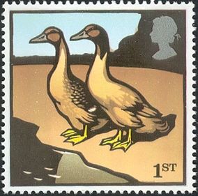 Domestic Duck (Anas platyrhynchos domestica)