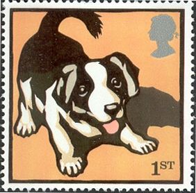 Border Collie (Canis lupus familiaris)
