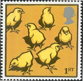 Light Sussex Chicks (Gallus gallus domesticus)
