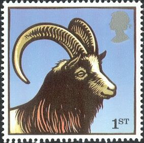 Bagot Goat (Capra aegagrus hircus)