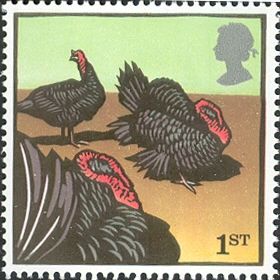 Norfolk Turkey (Meleagris gallopavo domestica)