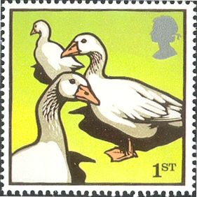 Embden Goose (Anser anser domestica)