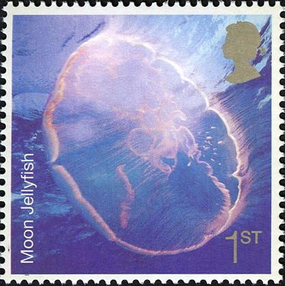 Moon Jellyfish (Aurelia aurita)