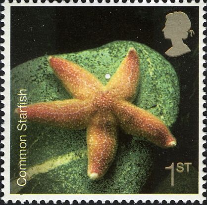 Common Starfish (Asterias rubens)