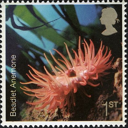 Beadlet Anemone (Actinia equina)