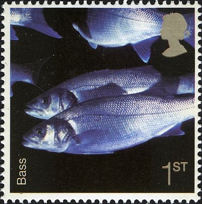 European Seabass (Dicentrarchus labrax)